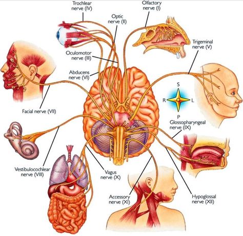 Medical Guide 😷 on Twitter: "Our brain is our beautiful window to our soul!… " Glossopharyngeal Nerve, Hypoglossal Nerve, Cranial Nerves Mnemonic, Shoulder Shrug, Eye Movement, Facial Nerve, Diaphragmatic Breathing, Emdr Therapy, Cranial Nerves