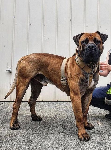 Boerboel - Jackal's Old Country Blood Bugg Dog Breed, Borebole Dog, Brindle Bullmastiff, Boerboel Mastiff, Boerboel Dog, Boerbull South African Boerboel, South African Boerboel, African Boerboel, Working Dogs Breeds