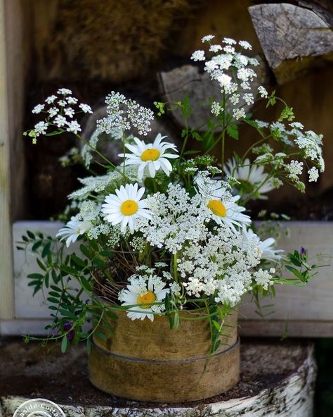 Daisy Arrangements, Repotting Orchids, Bouquet Champetre, White And Yellow Flowers, Deco Champetre, Front Garden Design, Spring Floral Arrangements, Daisy Wedding, Flower Guide