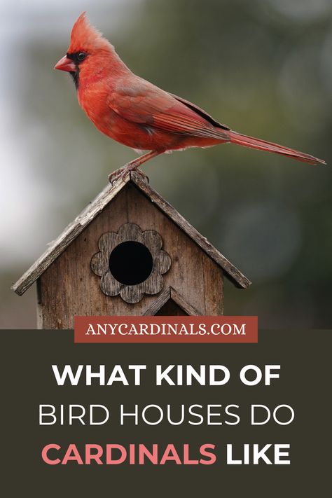 What Kind Of Bird Houses Do Cardinals Like Bird Brain, Cardinal Bird, Kinds Of Birds, The Originals Characters, Cardinal Birds, Red Bird, Backyard Birds, Bird Pictures, Ocean Creatures