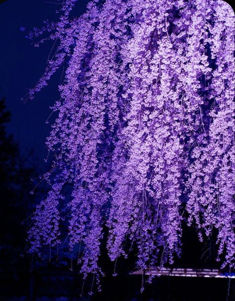 Wisteria Tree, Japan Garden, Purple Reign, All Things Purple, Cactus Y Suculentas, Purple Aesthetic, Beautiful Tree, Wisteria, Shades Of Purple