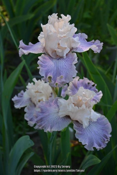 Photo of Tall Bearded Iris (Iris 'Poetic Mist') uploaded by Serjio Tall Bearded Iris, Iris Flower, Bearded Iris, Iris Flowers, Irises, Photo Location, Green Thumb, Garden Party, Garden Ideas