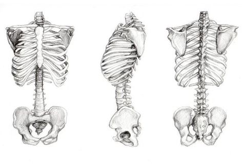 Torso Skeleton, Rib Cage Drawing, Bone Drawing, Anatomy Bones, Skeleton Drawings, Human Anatomy Drawing, Human Skeleton, Human Anatomy Art, Anatomy Sketches