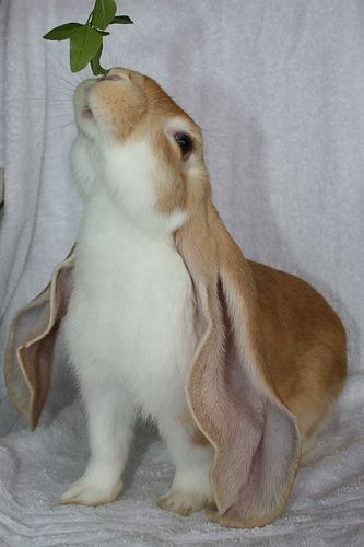 Click this image to show the full-size version. Long Ear Rabbit, Long Eared Rabbit, English Lop Rabbit, English Lop, Lop Bunny, Lop Eared Bunny, Lop Rabbit, Toyota Car, Bunny Rabbits