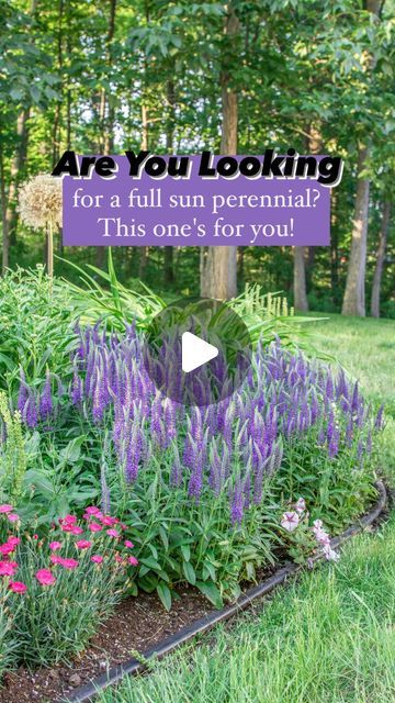 🌸 Mary Ann ~ Seasonal Home & Garden Tips. on Instagram: "Explained further below 👇🏻
.
🌿 Are you looking for a full sun perennial? This ones for you!
.
🌿 I adore this Veronica called Magic Show ‘Wizard of Ahhs’ from Proven Winners. 
.
🌿 Yes, it literally makes you go “Ahhhhh” when you look at it!
.
🌿 It forms breathtaking spiky flowers that are mesmerizing in appearance. 
.
🌿 It’s a low growing compact perennial (height: 14-16”, spread: 18-22”) that packs a punch in flowers.
.
🌿 It loves full sun, but will tolerate part shade. 
.
🌿 Hardy in zones: 4-8. 
.
🌿 Pollinators love it! 
.
🌿 Perfect perennial to use in a border in your garden. 
.
🌿 I cut mine back after flowering for additional blooms. 
.
🌿 For all of you looking for a deer resistant perennial. Here you go! 🙌🏻
.
#Per Full Sun Deer Resistant Perennials, Full Sun Flower Bed Ideas, Perennials For Sun, Perennial Garden Ideas, Spiky Flowers, Veronica Plant, Deer Resistant Perennials, Full Sun Perennials, Landscape Plants