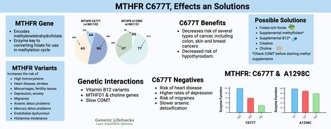 MTHFR: How to check your data for C677T and A1298C |Genetic Lifehacks Mthfr A1298c, Folate Rich Foods, Mthfr C677t, Mthfr Gene, Types Of Cancers, Scientific Research, Natural Beauty Tips, Genetic, Fertility