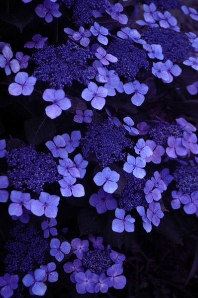 blue/purple Wedding Flowers Blue Hydrangea, Blue Wedding Flowers, Planting Hydrangeas, Blue Hydrangea, Feeling Blue, Alam Yang Indah, Blue Aesthetic, Love Flowers, Pretty Flowers