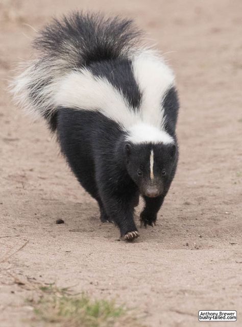 Skunk Animal, Skunk Tattoo, Wilderness Animals, Striped Skunk, Baby Skunks, Skunk Hair, Tropical Animals, North And South, Animal Projects