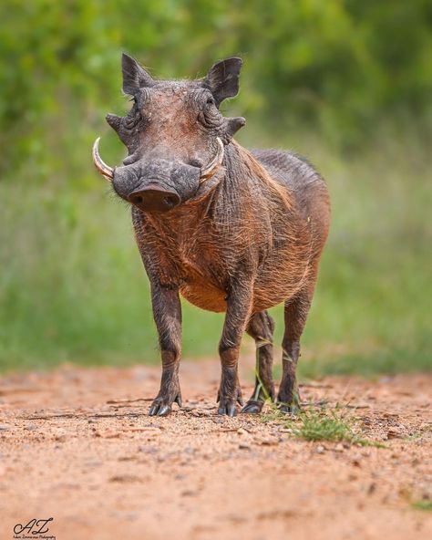 South Africa Animals, Creature Anatomy, African Animals Photography, South African Animals, South Africa Wildlife, African Wildlife Photography, Exotic Mammals, Animal Cutouts, Black Chickens