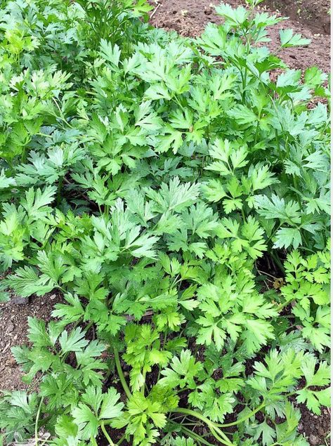 Plant parsley Harvesting Parsley, Parsley Growing, How To Grow Parsley, Grow Parsley, Growing Parsley, Parsley Plant, Living Garden, Sustainable Gardening, Garden Herbs