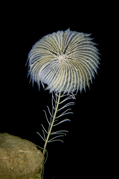 living crinoids - Google Search Sea Illustration Art, Sea Cucumbers, Sea Lily, Deep Sea Life, Weird Sea Creatures, Underwater Plants, Living Fossil, Lily Wallpaper, Sea Plants