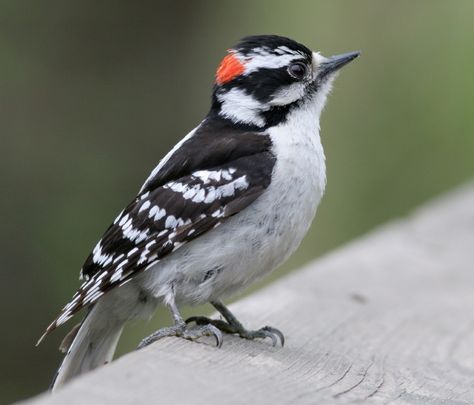 Downy Woodpecker, small woodpecker. The females do not have the small red patch at the back of the head. Woodpecker Tattoo, Downey Woodpecker, Downy Woodpecker, Brown Bird, Woodpeckers, Kinds Of Birds, Winter Bird, Backyard Birds, All Birds