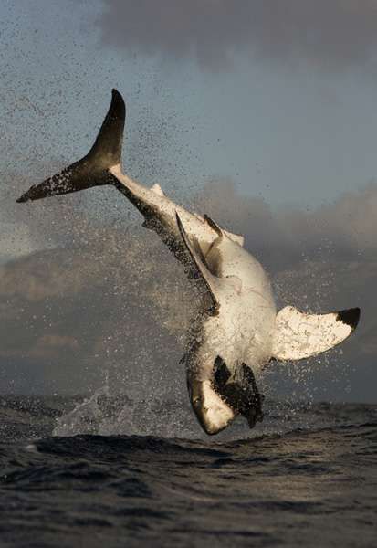 great white shark Underwater Life, Water Life, White Sharks, Shark Week, Great White Shark, Great White, Amazing Animals, Ocean Creatures, Ocean Animals