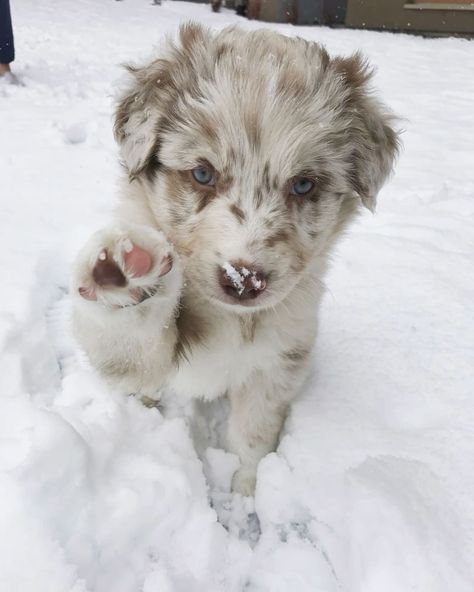 After 700 days at the shelter, an elderly dog finally got a new home and a new name! Mini Shepard Dog, Australian Shepard Puppy Aesthetic, Red Merle Australian Shepherd Puppy, Corgi Australian Shepherd, Mini Australian Shepard, Mini Aussie Puppy, Red Merle Australian Shepherd, Mini Australian Shepherd, Mini Aussies