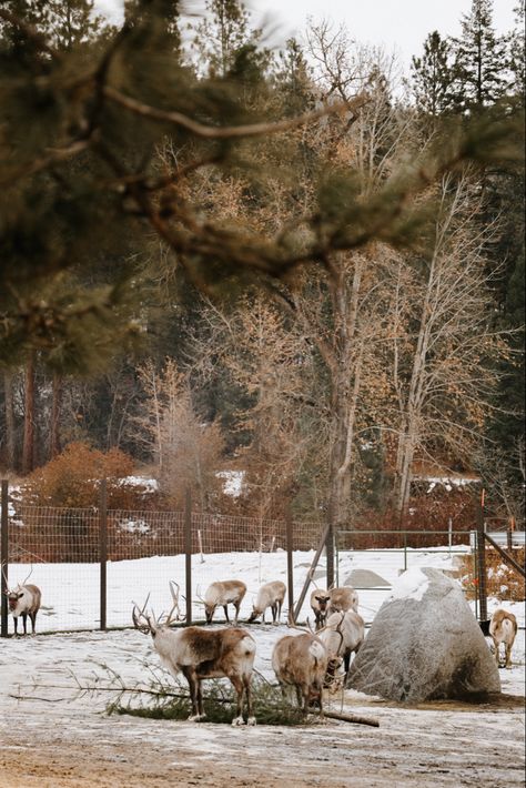 The Post Hotel Leavenworth, Leavenworth Washington Christmas, Leavenworth Christmas, Washington Christmas, Reindeer Farm, Winter Aesthetics, Leavenworth Washington, Winter Dream, Christmas Town