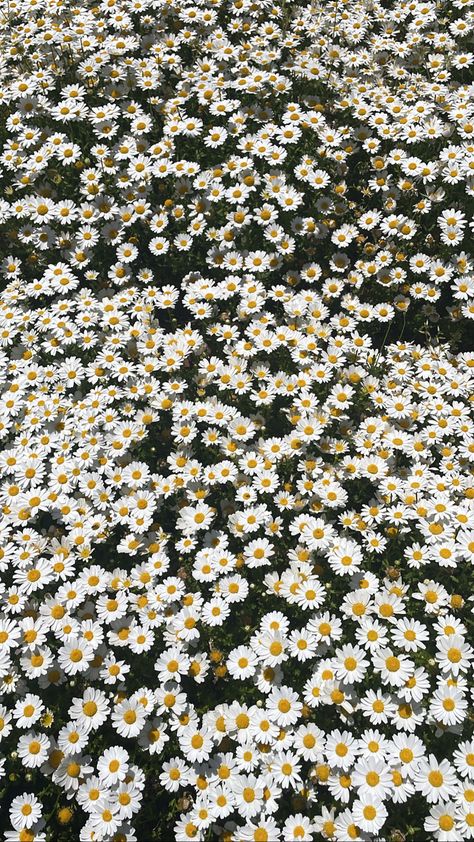 #flowers #daisy #daisies Spring Backgrounds, Flowers Daisy, Wallpaper Iphone Boho, Daisy Wallpaper, Spring Background, Iphone Backgrounds, Picture Collage Wall, Dream Room Inspiration, Collage Wall