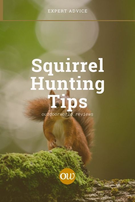 Squirrel Hunting Tips, Squirrel Recipes, Apple Tree Care, Squirrel Food, Squirrel Hunting, Upland Hunting, Bush Craft, Hunting Tips, Tree Care