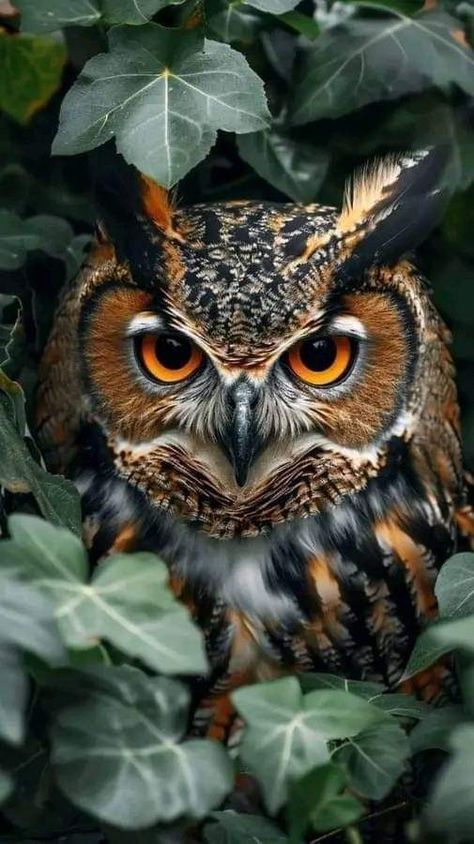 European Eagle Owl, Great Horned Owl Illustration, Owl Human Hybrid, Pictures Of Owls, Owl Pics, Owl In Tree, Magic Runes, Awesome Owls, Owl Photography