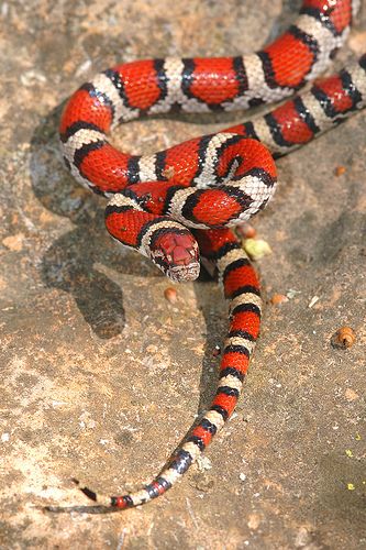 Young Red Milk snake Snake Spirit Animal, Snake Images, Milk Snake, Types Of Snake, Serpent Snake, Medusa Art, Red Snake, Corn Snake, Pet Snake