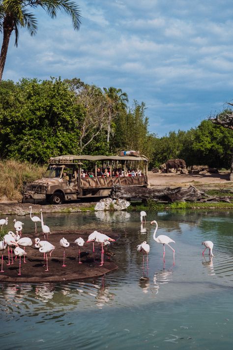 Kilimanjaro Safari Ride at Animal Kingdom in Walt Disney World! A great shot of the ride with elephants and flamingos! Kilimanjaro Safari Animal Kingdom, Disney World Magic Kingdom Rides, Disney’s Animal Kingdom, Rides At Animal Kingdom, Animal Kingdom Aesthetic, Animal Kingdom Restaurants, Walt Disney World Rides, Disney World Animal Kingdom, Animal Kingdom Safari