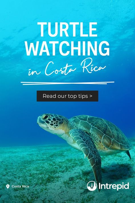 If nature had a highlight reel, it could easily be Costa Rica. It's little wonder why four species of sea turtles call its coastlines home – here's what you can do to protect them. Costa Rica Sea Turtles, Molokini Crater, Maui Activities, Maui Hotels, Hawaii Things To Do, Costa Rica Vacation, Central America Travel, Costa Rica Travel, Exotic Places