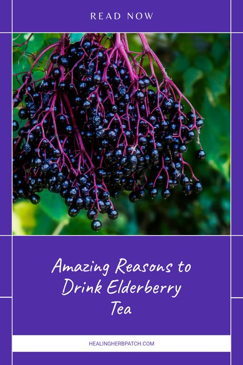 Have you tried sipping on elderberry tea? Not only is it a tasty drink, but it's packed with incredible health benefits! This natural remedy is known for boosting your immune response and helping you feel great, especially during cold and flu season. Elderberry tea might help provide antioxidants that support overall wellness while being a delicious option to add to your daily hydration routine. Curious about how this vibrant herbal tea can enhance your health? Start enjoying the wonderful benefits of elderberry tea today for a healthier lifestyle! Benefits Of Elderberry, Elderberry Tree, Elderberry Plant, Elderberry Tea, Sinus Congestion, Stronger Immune System, Integrative Health, Immune Response, Natural Remedy