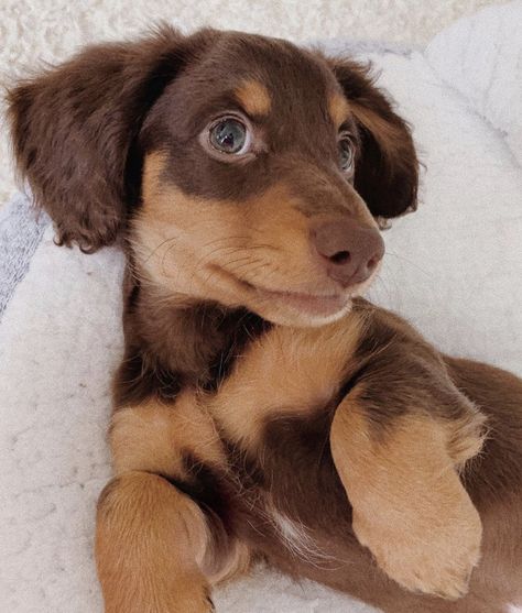 image is not mine!! via @/Luca.thedachsund on Instagram #dog #dogs #puppy #cute #adorable #sweet #puppies #dachshund #pet #pets #aesthetic #doglovers Dashund Puppy Aesthetic, Dachshund Aesthetic, Pets Aesthetic, Trying For A Baby, Big Dogs Breeds, Biggest Dog In The World, Sausage Dog Puppy, Puppies Dachshund, Daschund Puppies