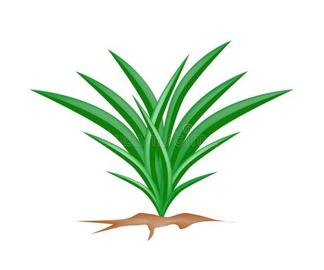 A Fresh Pandan Plant on White Background. Vegetable and Herb, Vector Illustration Bunch of Fresh Green Pandan Plant Used in Southeast Asian Cooking as A stock illustration Pandan Plant, Daun Pandan, Leaves Illustration, Leaf Logo, Southeast Asian, Asian Cooking, Fresh Green, Art Display, Stock Photography