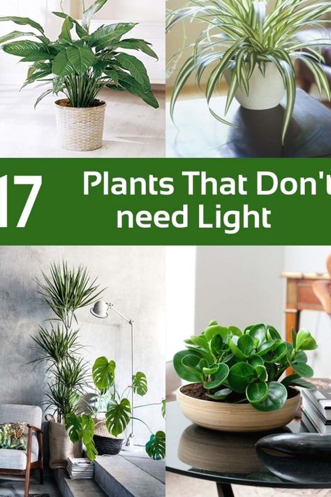 17 Plants That Don't Need Light You Can Grow Indoors #indoorplant #decoration Small Tropical Bathroom, Tropical Bathroom Ideas, Indoor Plants Low Light, Tropical Bathroom, Desk Plants, Trendy Plants, Mosquito Repelling Plants, Inside Plants, Best Indoor Plants