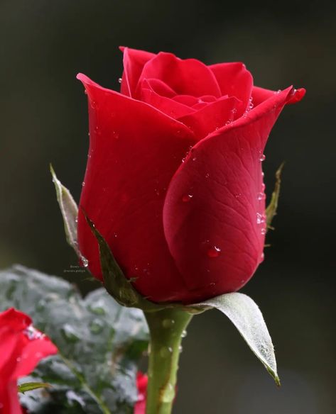 Rose Images Hd, Love Rose Flower, Red Roses Wallpaper, Roses Wallpaper, Beautiful Flowers Images, Rose Flower Wallpaper, Beautiful Pink Flowers, Beautiful Red Roses, Rose Images