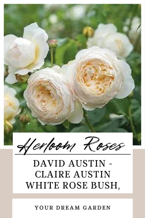 David Austin- Claire Austin White Rose Bush Claire Austin Rose, White Rose Bush, Austin White, David Austin Rose, Austin Rose, Rose Plant, Heirloom Roses, David Austin Roses, David Austin