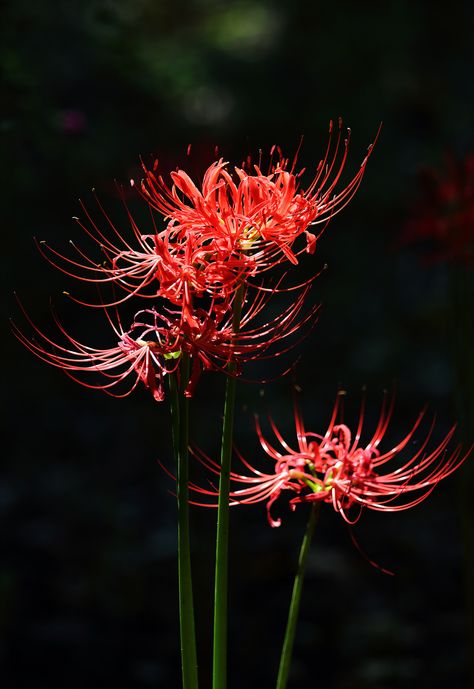 https://flic.kr/p/xRU443 | spider lily Red Lily Spider, Lycoris Radiata, Spider Lilies, Lilies Drawing, Lily Wallpaper, Red Spider Lily, Red Roses Wallpaper, Spider Lily, Lily Garden