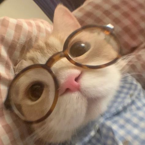 Cat With Glasses Pfp, Animals Pfp, Cute Cat With Glasses, Pfp Glasses, Glasses Pfp, Cats Selfie, Cat Wearing Glasses, Cat Headphones, Cat With Glasses