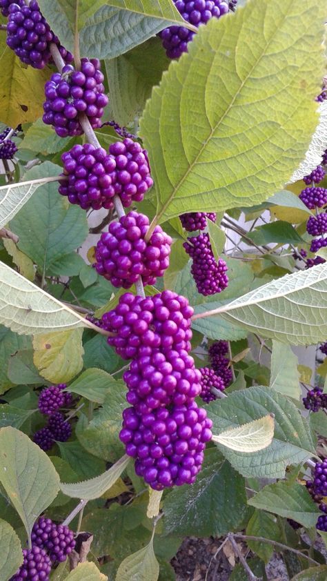 American Beautyberry, Beauty Berry, Beauty Bush, Tattoo Flowers, Berry Bushes, 강아지 그림, Bee Garden, Garden Shrubs, Fruit Seeds