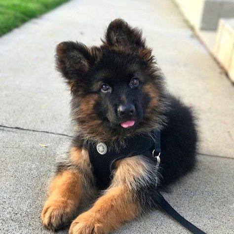 German Sheperd Dogs, Cute German Shepherd Puppies, Gsd Dog, Super Cute Puppies, Very Cute Dogs, Really Cute Dogs, Cute Dog Pictures, Dog Clothing