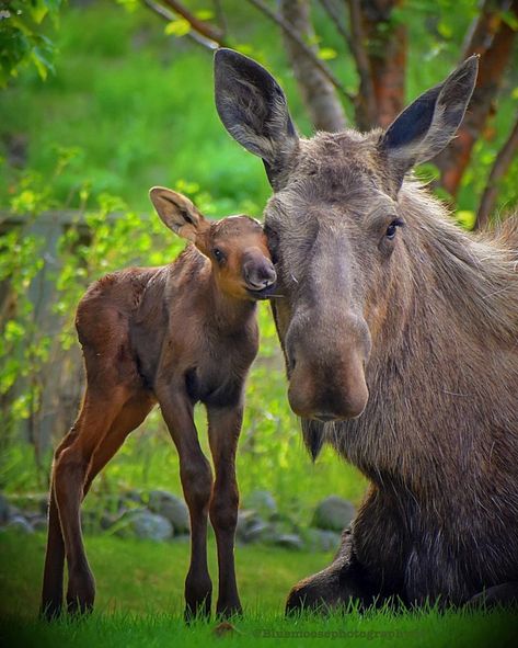 Moose Pics, Moose Pictures, Moose Deer, Deer Species, Tattoo Nature, Deer Animal, Nature Wallpapers, Forest Creatures, Whitetail Deer