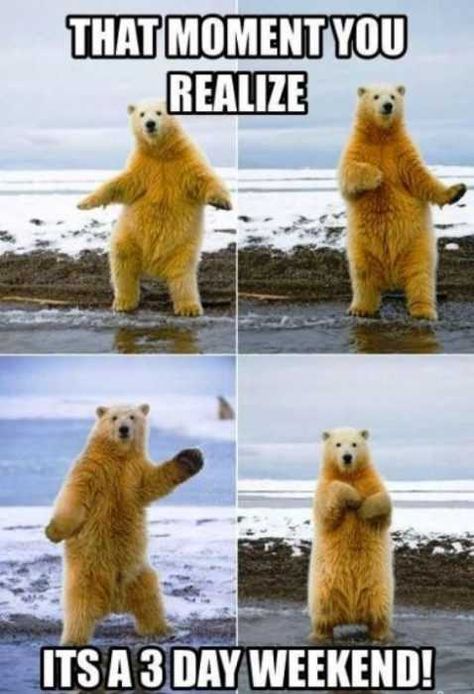 Happy Dance Meme, Love Bear, Happy Dance, Polar Bears, Sweet Animals, Animal Photo, 귀여운 동물, Animals Friends, Fall Crafts