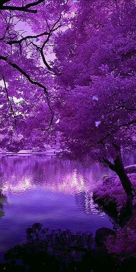 Purple Trees, Trees, Gif, Reading, Purple, Water