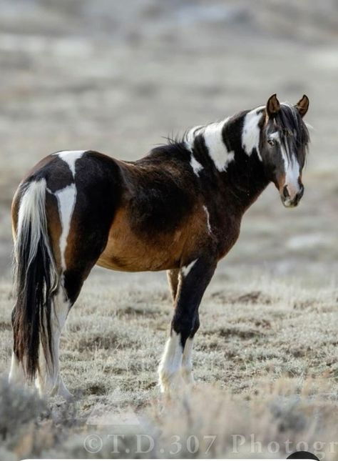 Rare Horse Colors, Mustang Makeover, Wild Horse Pictures, Wild Horses Mustangs, 2 Horses, Wild Horses Photography, Horse Markings, Horse Coat Colors, Stallion Horses