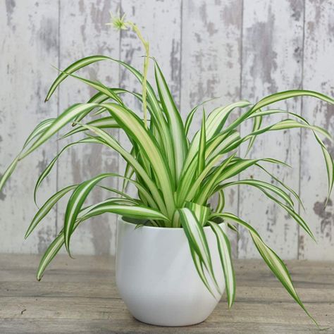 Office Conservatory, Spider Plant Indoor, Chlorophytum Comosum, Air Purifying House Plants, Eucalyptus Bouquet, Plant Indoor, Protea Flower, Spider Plant, Apartment Plants