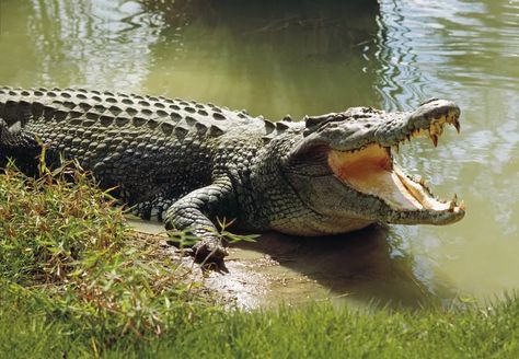 The 25 Biggest Living Things on Earth Crocodile Facts, Estuarine Crocodile, Crocodile Species, Swamp Theme, Wildlife Of India, Reading Chart, Sumber Daya Alam, Saltwater Crocodile, American Alligator