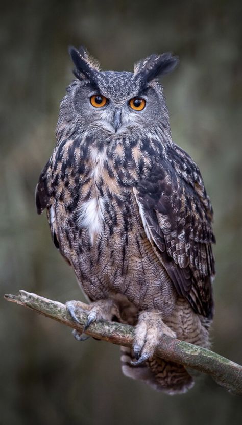 Eurasian Eagle Owl, Owl Animal, Animal Eyes, Owl Photography, Owl Images, Owl Wallpaper, Owl Photos, Owl Eyes, Animal Portraits Art