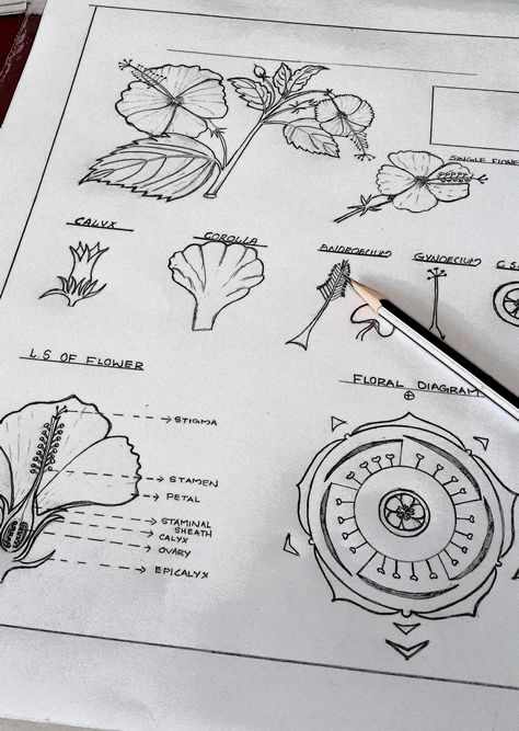 BOTANIST Hibiscus rosasinensis #Floral diagram#botany illustrations Completed : #https://pin.it/2GmFyd1 Hibiscus Flower Diagram, Bsc 1st Year Botany Notes, Botany Diagrams, Floral Diagram, Drawing Biology, Human Eye Diagram, Flower Diagram, Botany Study, Science Diagram