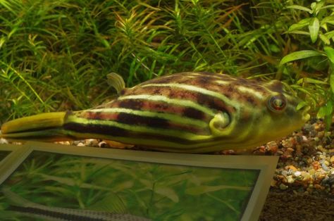 The Fahaka pufferfish (from Arabic: فهقة) is also known as the Nile puffer, Lineatus puffer (Tetraodon lineatus). Tetraodon Fakaha (Tetraodon lineatus) is a large puffer that can't be seen in aquarist tanks quite often. This is a freshwater fish which in the wild inhabits in the Nile river and also it's known as Nile puffer fish. Fahaka puffer has a very curious and intelligent nature and it becomes domesticated quite easily, however at that the fish is rather aggressive towards other fishes... Puffer Fish Tank, Porcupine Fish, Fish Diet, The Nile River, Bubble Bubble, Fish Breeding, Puffer Fish, Live Fish, Nile River