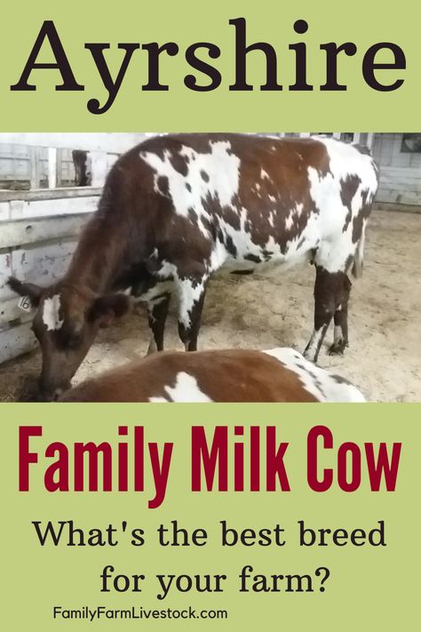 Dairy Cow Shed Design, Family Milk Cow, Dairy Cow Breeds, Cattle Business, Cow Breeds, Family Cow, Types Of Cows, Cow Facts, Milk Cows