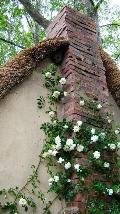 roses climbing the chimney Tudor Cottage, Casa Country, Thatched Cottage, Colorful Roses, Thatched Roof, Chelsea Flower, Chelsea Flower Show, Climbing Roses, White Gardens