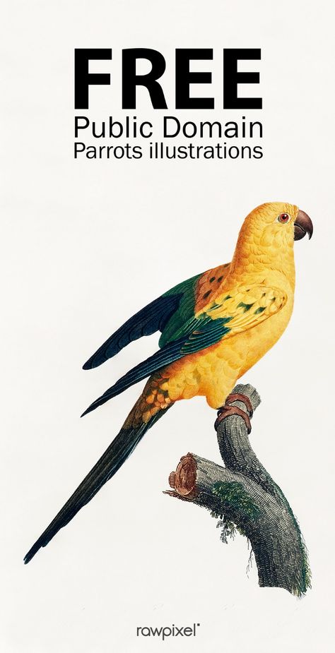 Download awe-inspiring high-resolution vintage parrot prints from Natural History of Parrots (1801-1805) by Francois Levaillant, French explorer, collector, and ornithologist, at rawpixel.com. This collection of antique lithographs records several incredible parrot species. It is said that Levaillant mounted the bird specimens, which were preserved in arsenic soap, in life like positions so the artists could capture the images realistically. Indian Parrot Illustration, Bird Illustration Design, Art Inspiration Quotes, Vintage Animal Prints, Public Domain Art, Parrot Illustration, Bird Printables, Antique Bird Illustration, Vintage Wall Art Prints