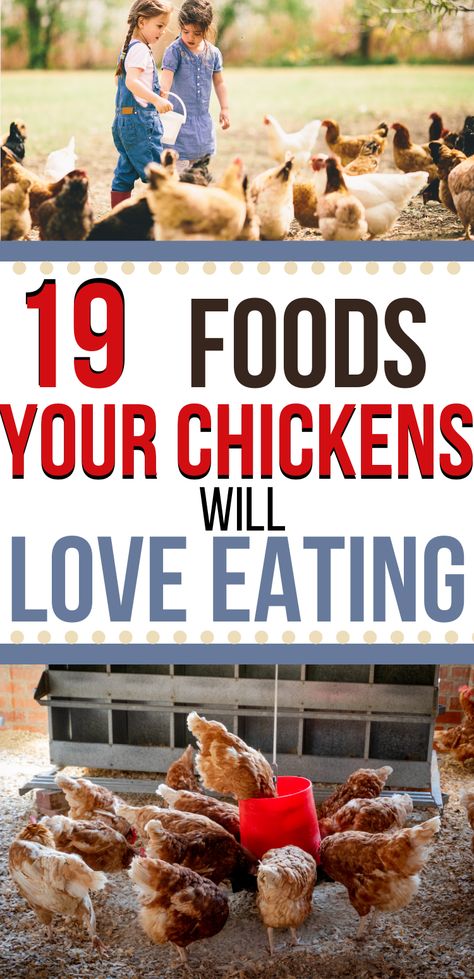 What Chickens Cannot Eat, Food For Chickens Safe, Food Safe For Chickens, Veggies For Chickens To Eat, Best Food For Chickens, Diet For Chickens, Foods Chickens Can Eat, Vegetables For Chickens To Eat, Chicken Food Recipes For Chickens