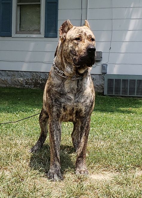 Canary Mastiff, Press Canario, Pitbull Puppies Training, British Mastiff, Mastiff Dog Breeds, Mastiff Breeds, Giant Dog Breeds, Presa Canario, Mastiff Puppies