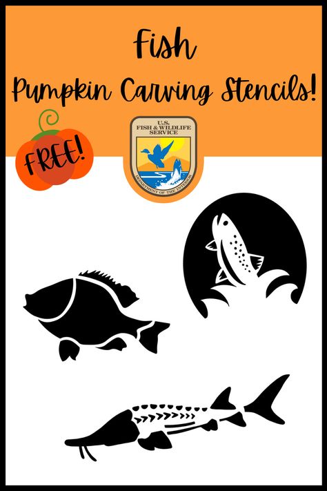 Enjoy these FREE and printable wildlife-inspired pumpkin carving templates of a pumpkinseed fish, trout leaping out of water, and a pallid sturgeon! If you want to carve a unique pumpkin and learn about wildlife and conservation during the process, then look no further. Spice up your pumpkin carving experience with U.S. Fish and Wildlife Service! Fishing Pumpkin Carving, Fish Pumpkin Carving Ideas, Pumpkinseed Fish, Fish Pumpkin Carving, Fish Pumpkin, Pumpkin Fish, Pumpkin Carving Template, Fish Stencil, Pumpkin Stencils Free